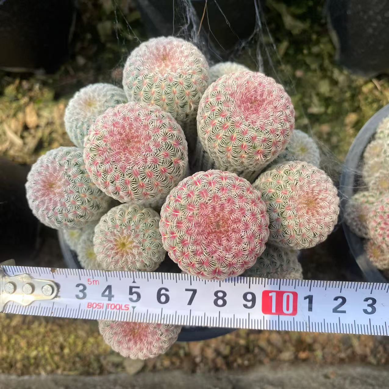 ZL491 紫太陽(12cm pot)