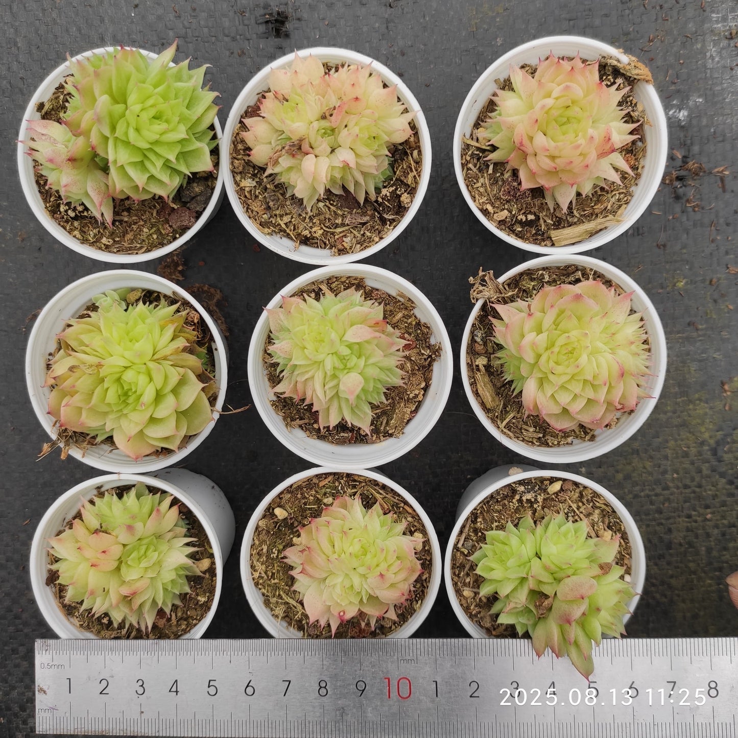 LB005-POT ピーコック(5cm pot)