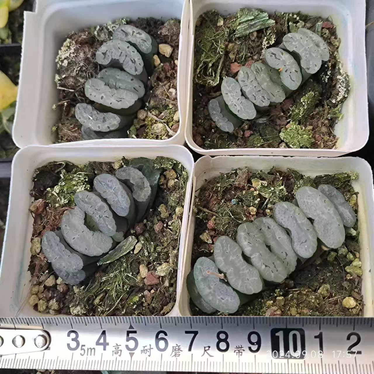 SJC365-POT 電影デンエイ(6.5cm pot)