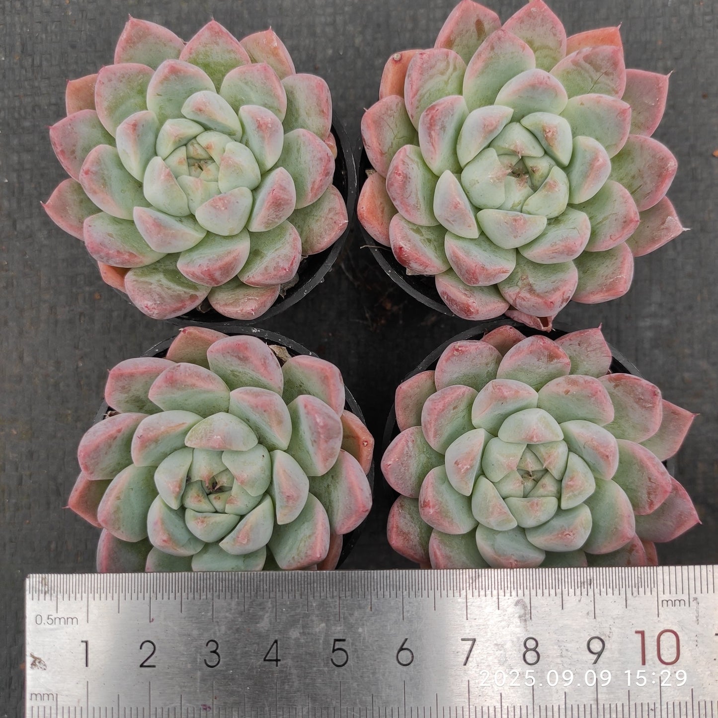 MMT861 ドリームスーツ(5.5cm pot)