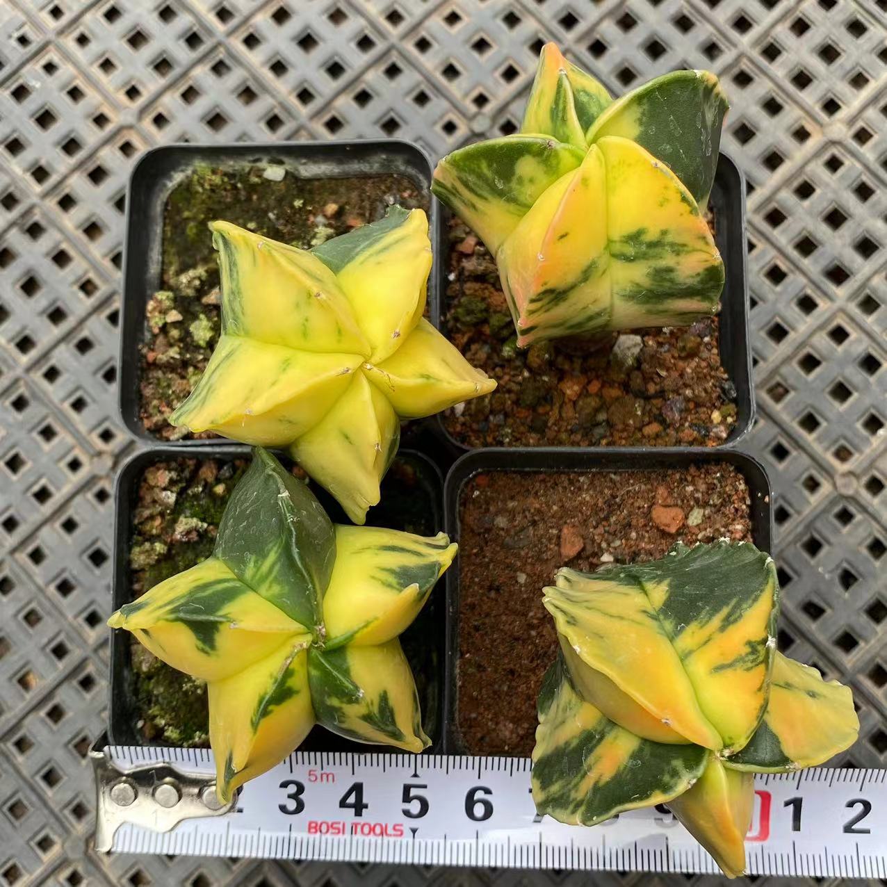 ZL021 鸞鳳玉錦(6cm pot)