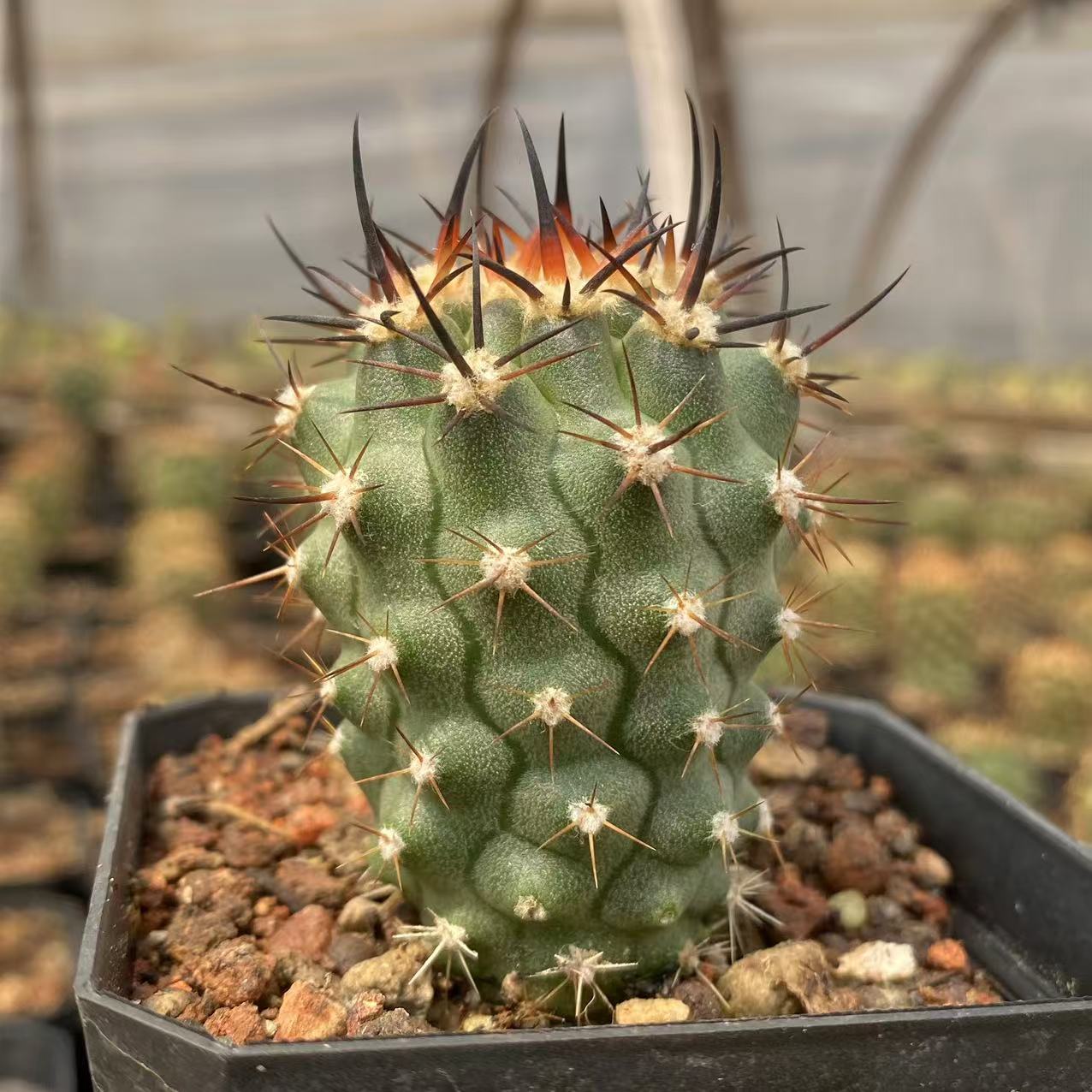 ZL493 五百津玉(4cm pot)