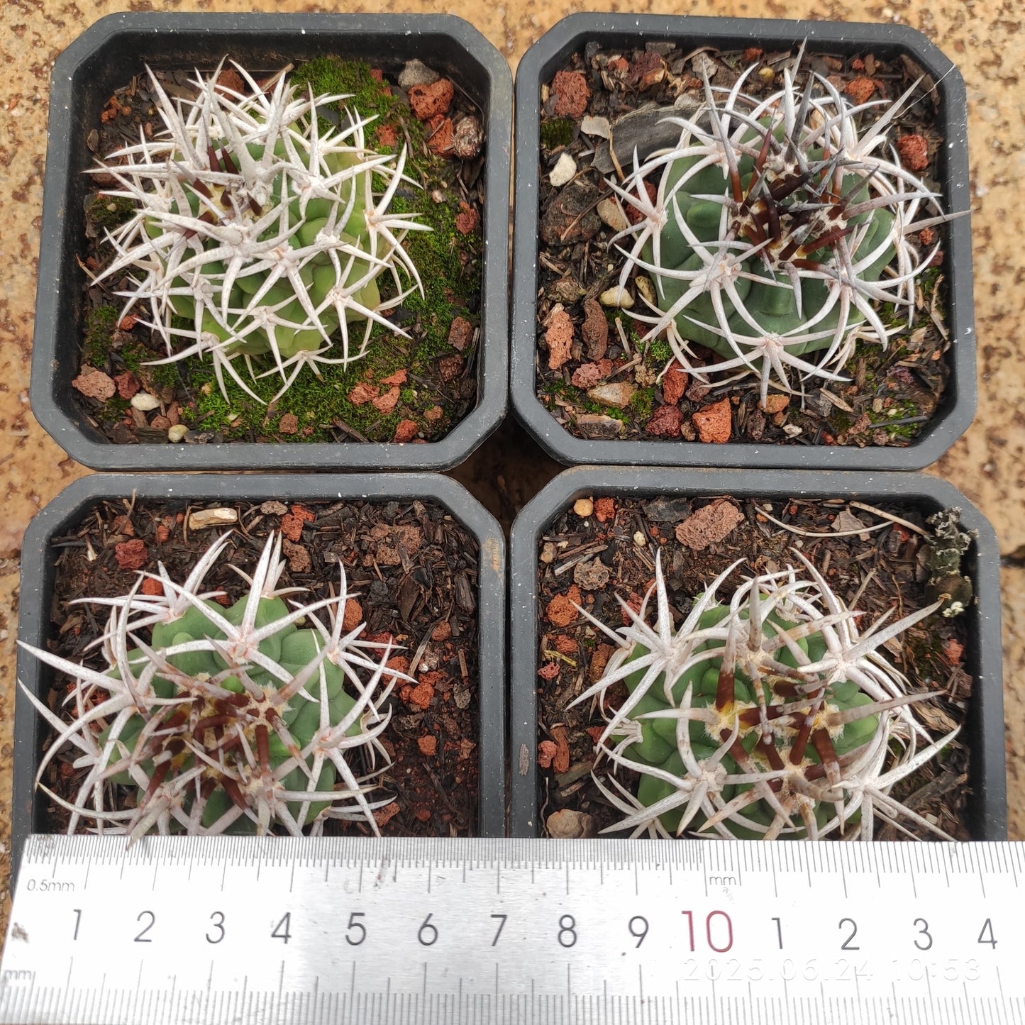 DMC048 碧厳玉(7cm pot)