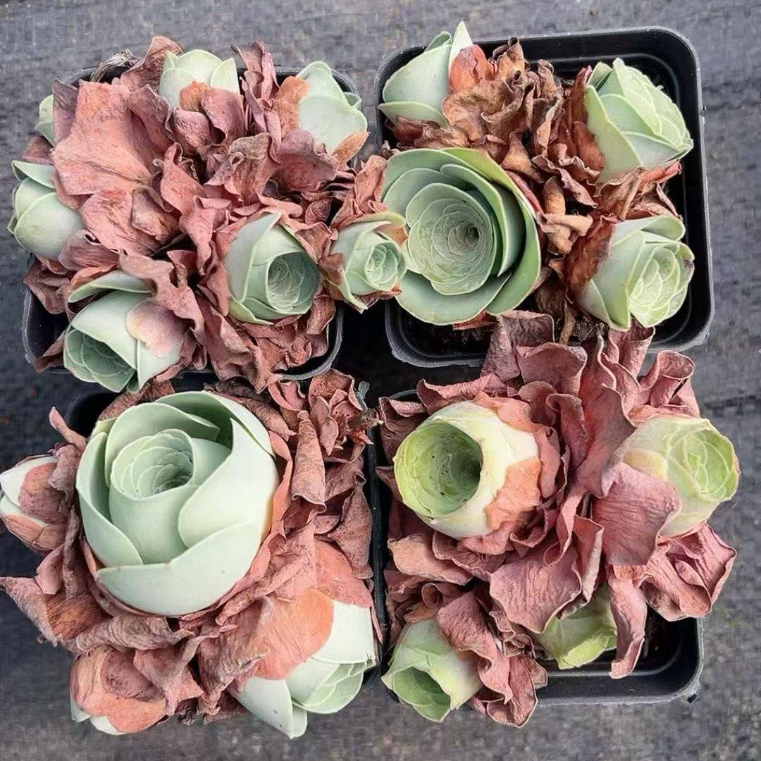 BL1493-POT グアリミア(7cm pot)