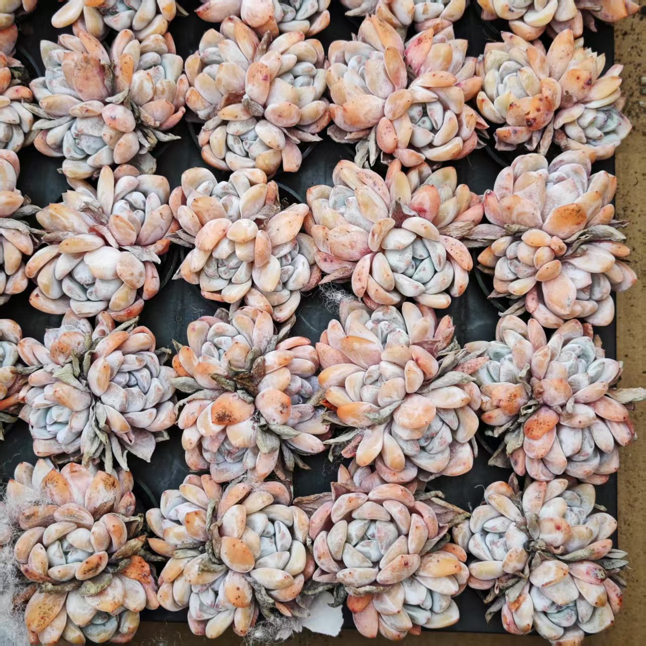 BL1444-POT オレンジモンロー (5.5cm pot)