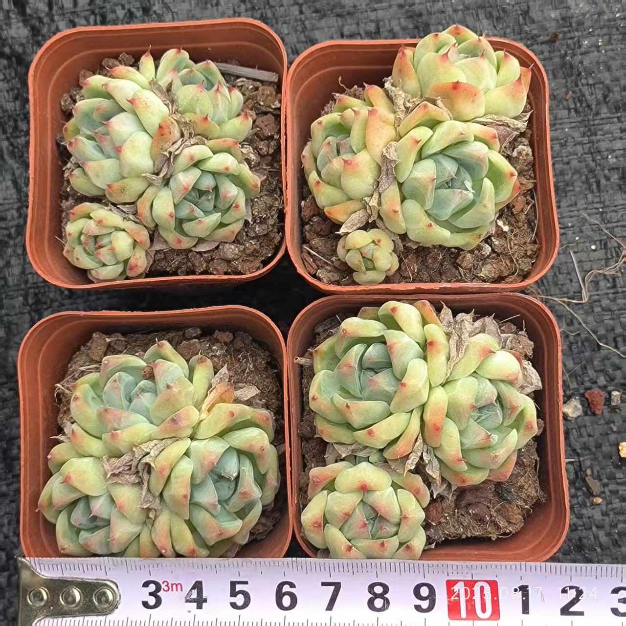 DX006-POT ドリームスーツ (6.5cm pot)