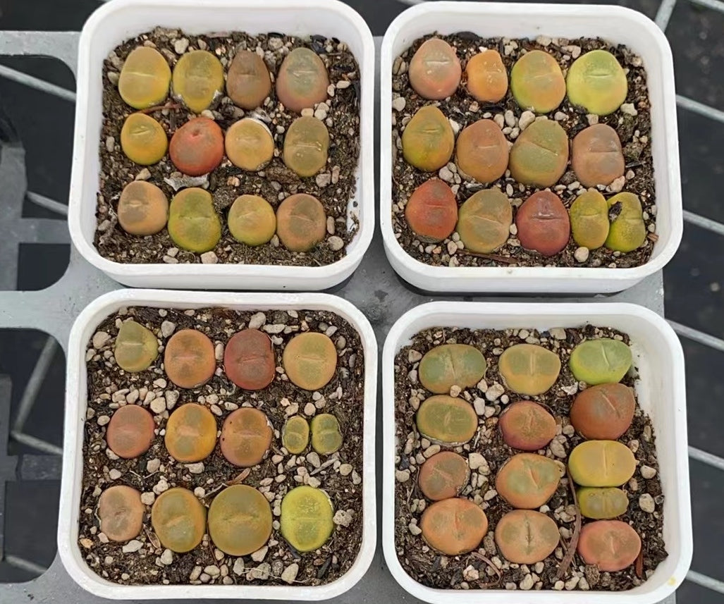 BL873-POT メセンコノフィツムマウガニー(7cm pot)