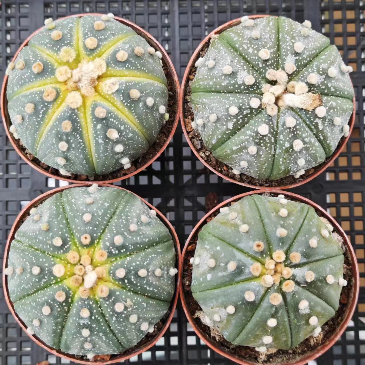 ZXX040 瑠璃兜(9cm pot)