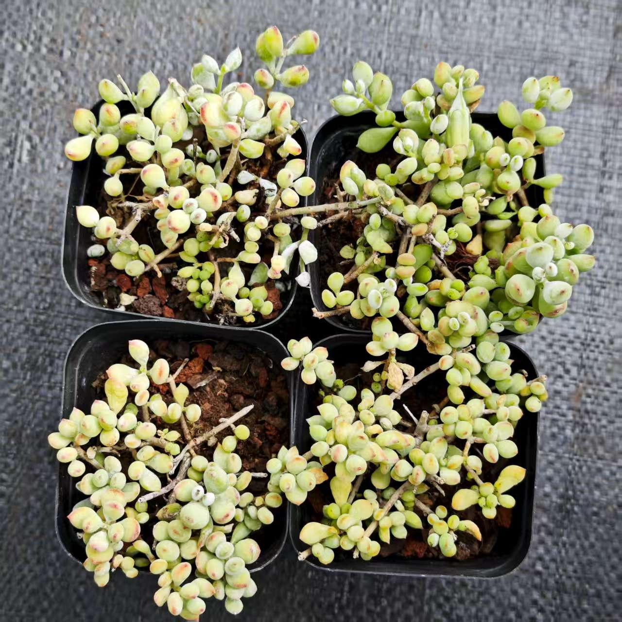 ZZA325-POT コチレドン ペンデンス(7cm pot)