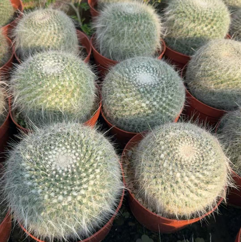 ZL554 マミラリア 玉翁殿(14.2cm pot)