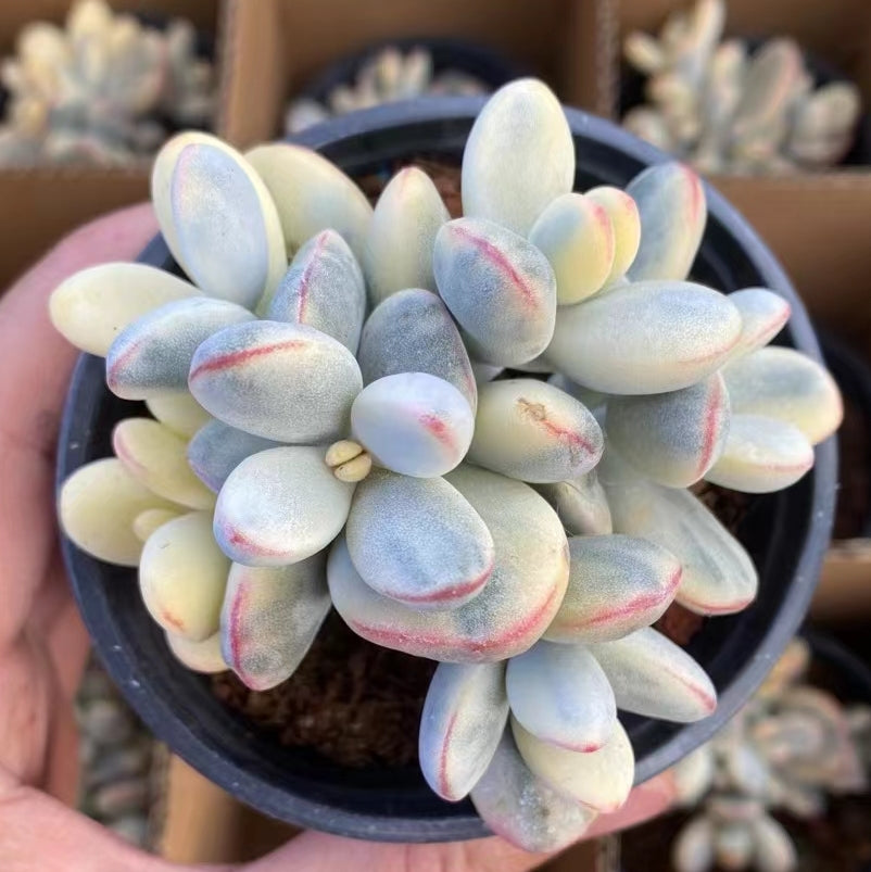 BL1050-POT オルビキュラータ錦