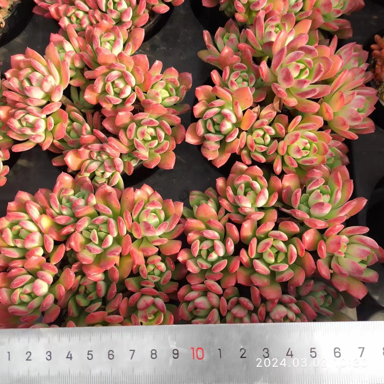 MMT469-POT ミニベル