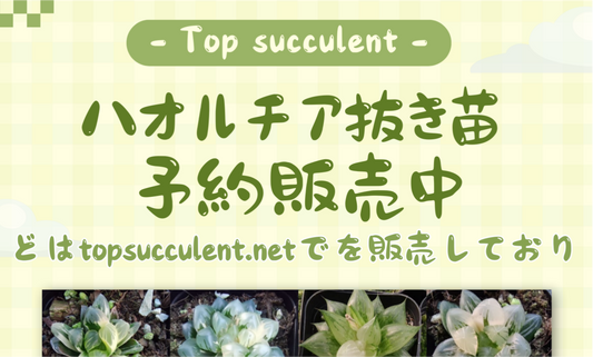 ハオルチア（抜き苗）（予約販売） – HANANOGEN CO., LIMITED