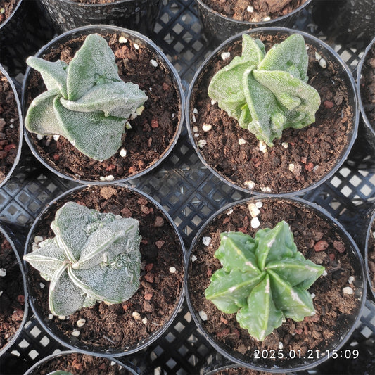 ZL123 副稜へキラン(5cm pot）