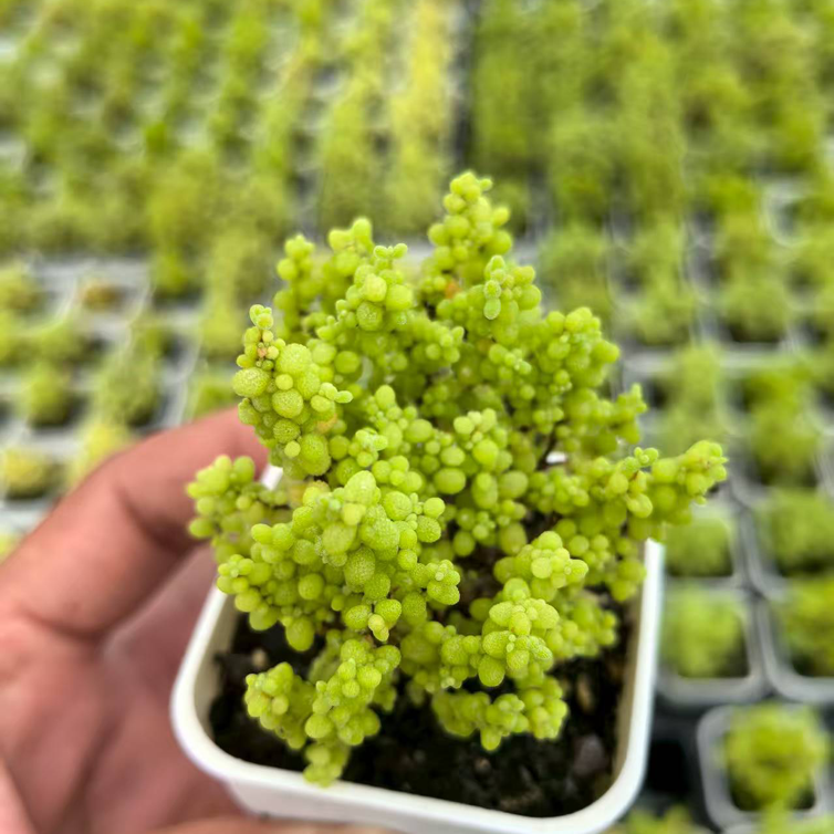 MMY801-POT Sp(5.5cm pot）