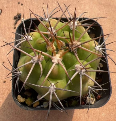 CS174-POT 勇将丸(7cm pot）