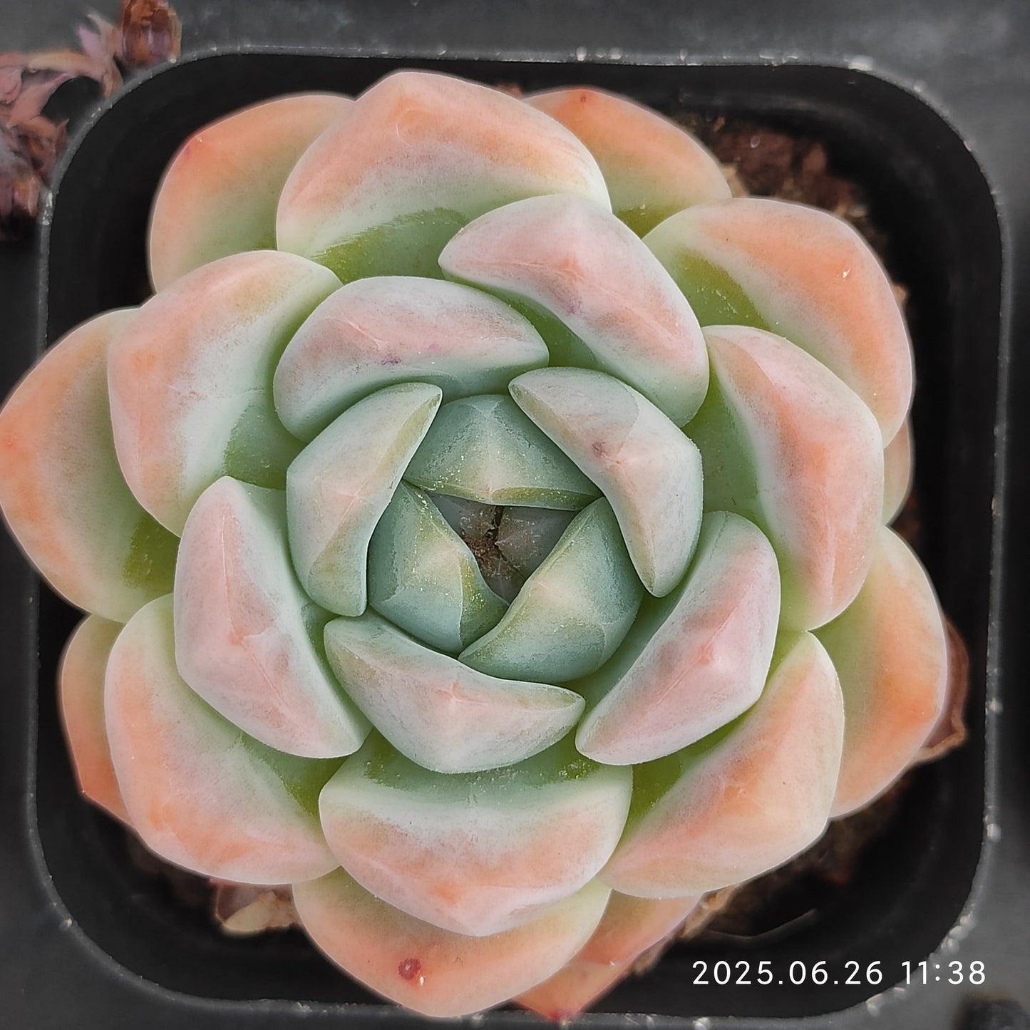 LMM364-POT ルービー　リング(6.5cm pot)