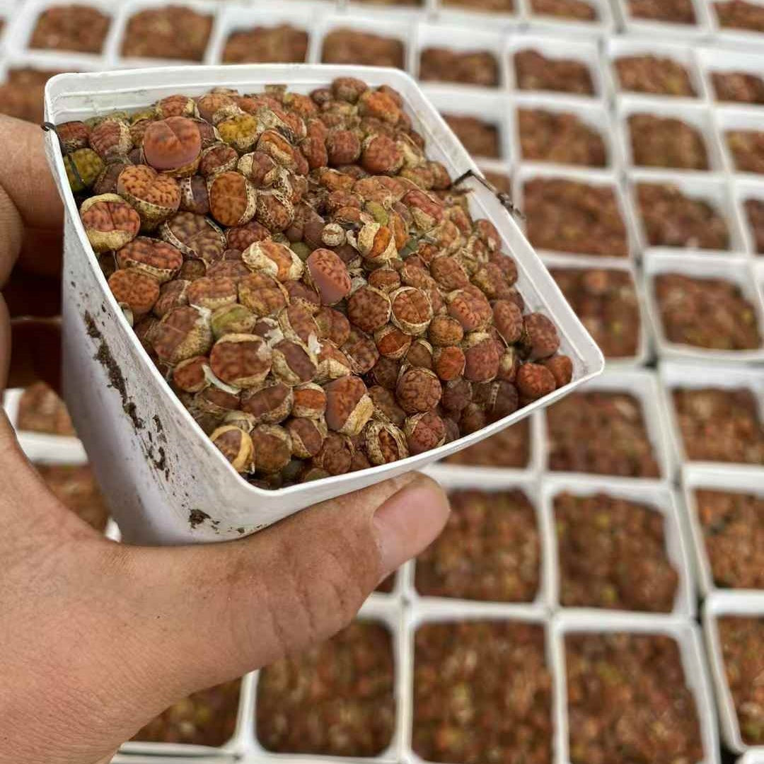 YNLH006-POT 柘榴玉（7cm pot）