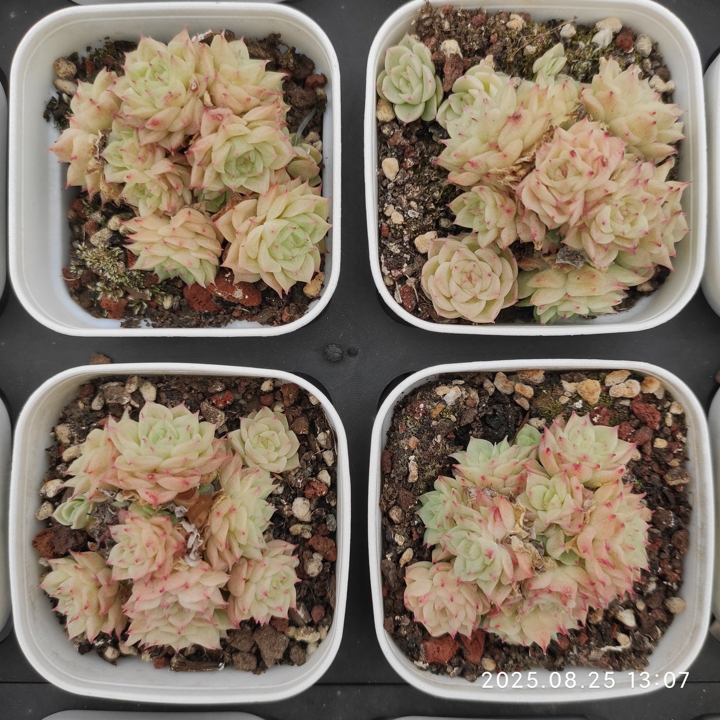 WWA345-POT クイーン（7cm pot）