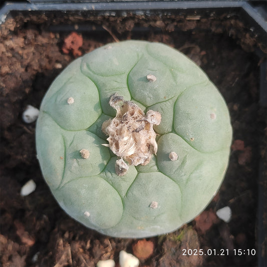 ZL026 烏羽玉（6cm pot）