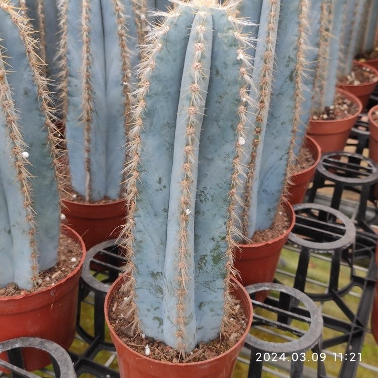 サボテン アラクナカンサ♪抜き苗 799円 商品詳細 - 信州西沢サボテン園