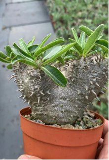 コーデックス （抜き苗)（現品） – Hananogen