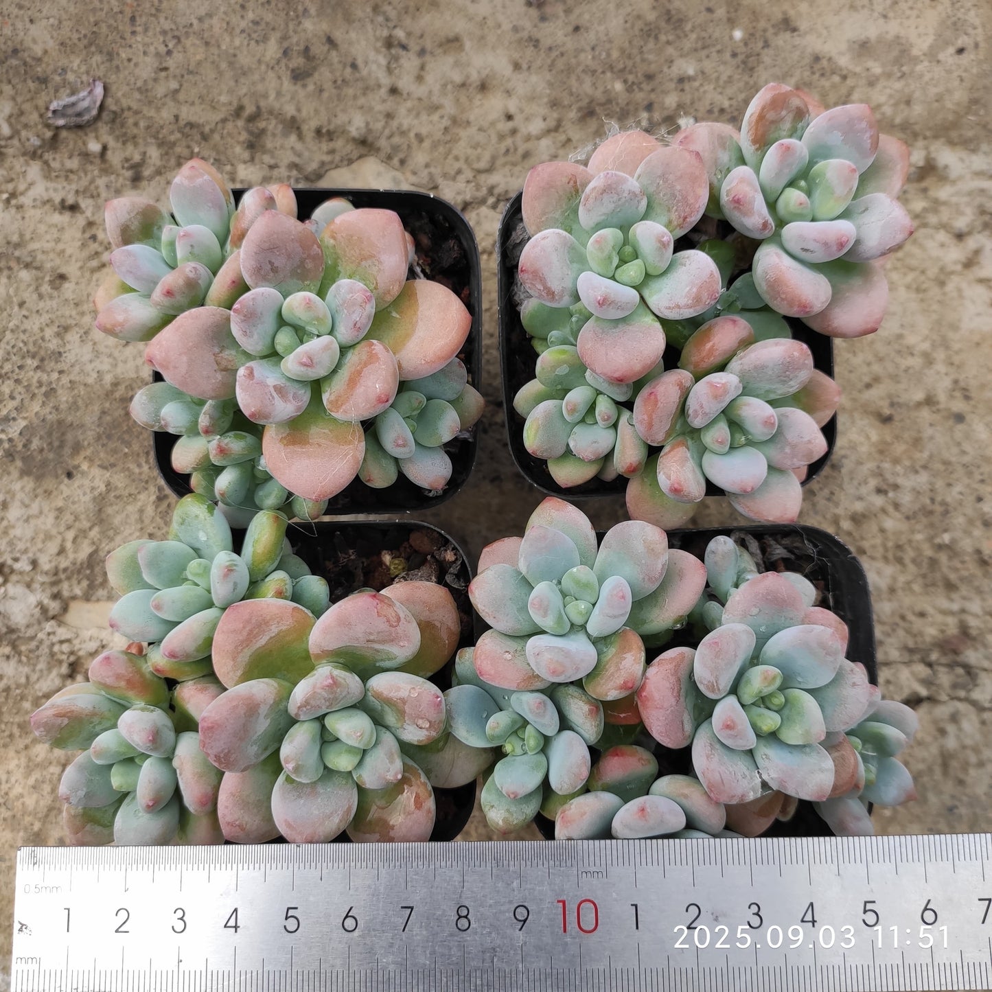 ZZA076-POT レジェンド (7cm pot)