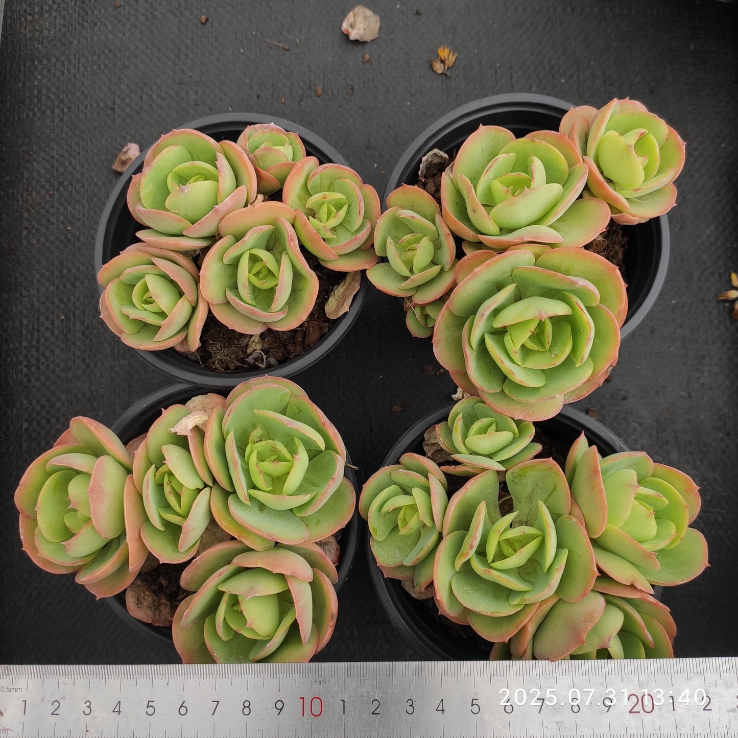 MMT630-POT ピーチプリデ