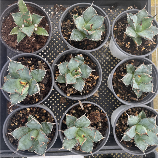 アガベ（抜き苗）（現品） – Hananogen