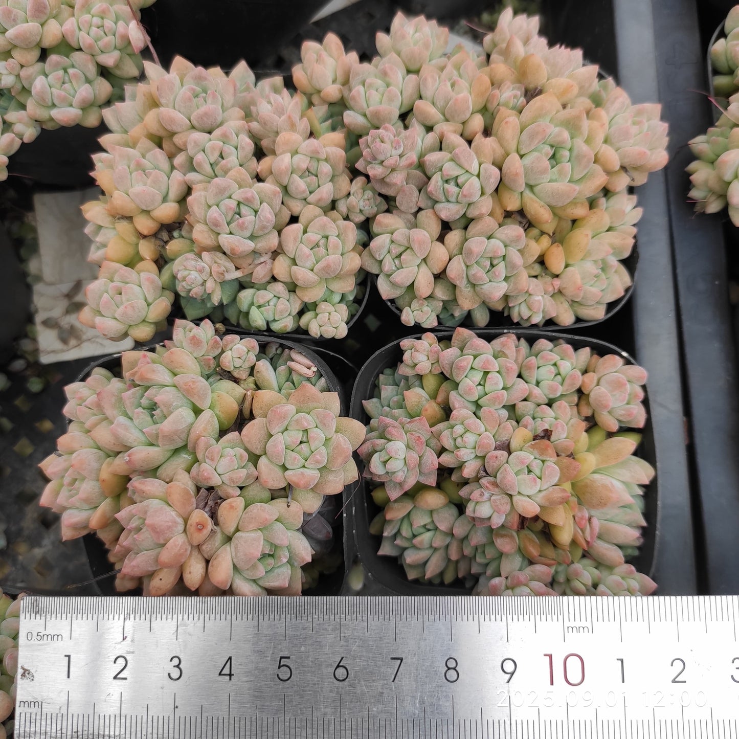 QN500-POT ピンクプロリフィカ（6.5cm pot）