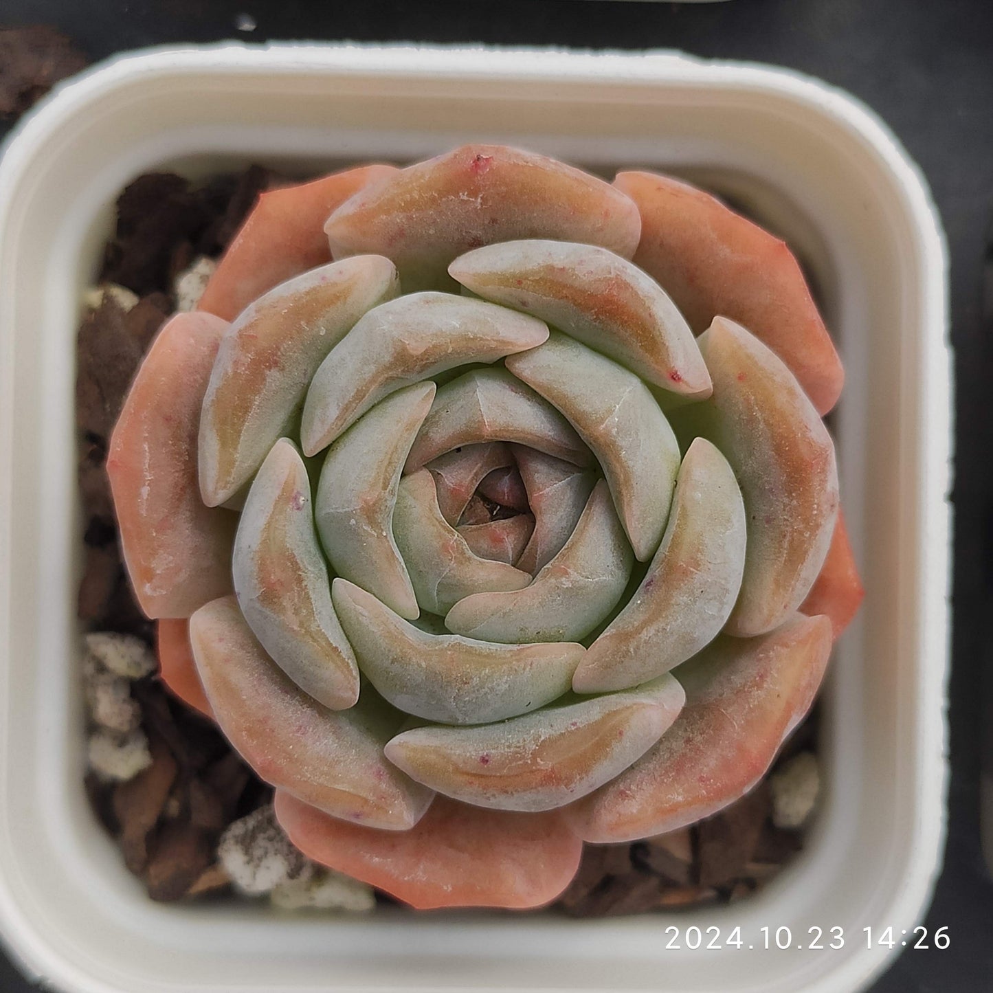 MMY217-POT アイスクリスタル（氷の結晶）(5.5cm pot）