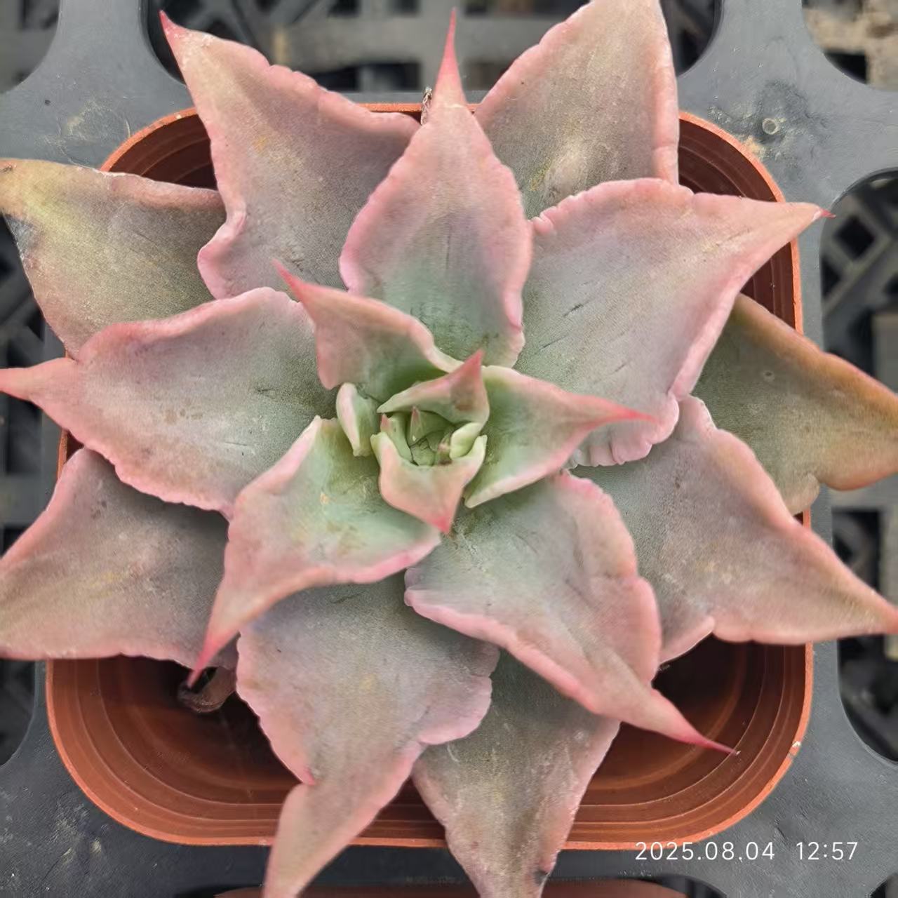 RDD310-POT レッドマディバ（6.5cm pot）