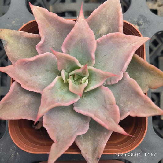 RDD310-POT レッドマディバ（6.5cm pot）