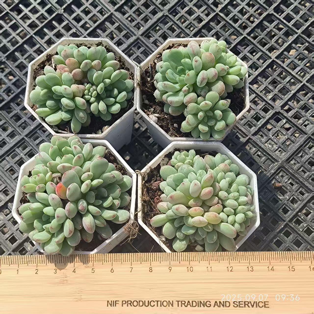 FFH071-POT ビーンスプラウト(6.5cm pot）