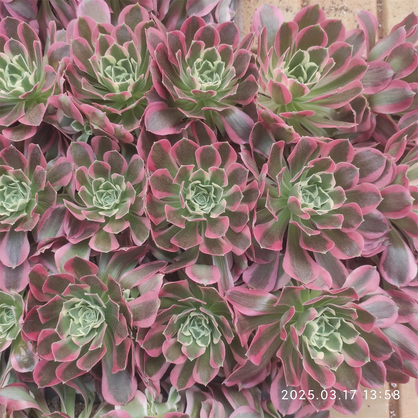 YS060-POT アエオニウム リバーストーンズ（9cm pot)