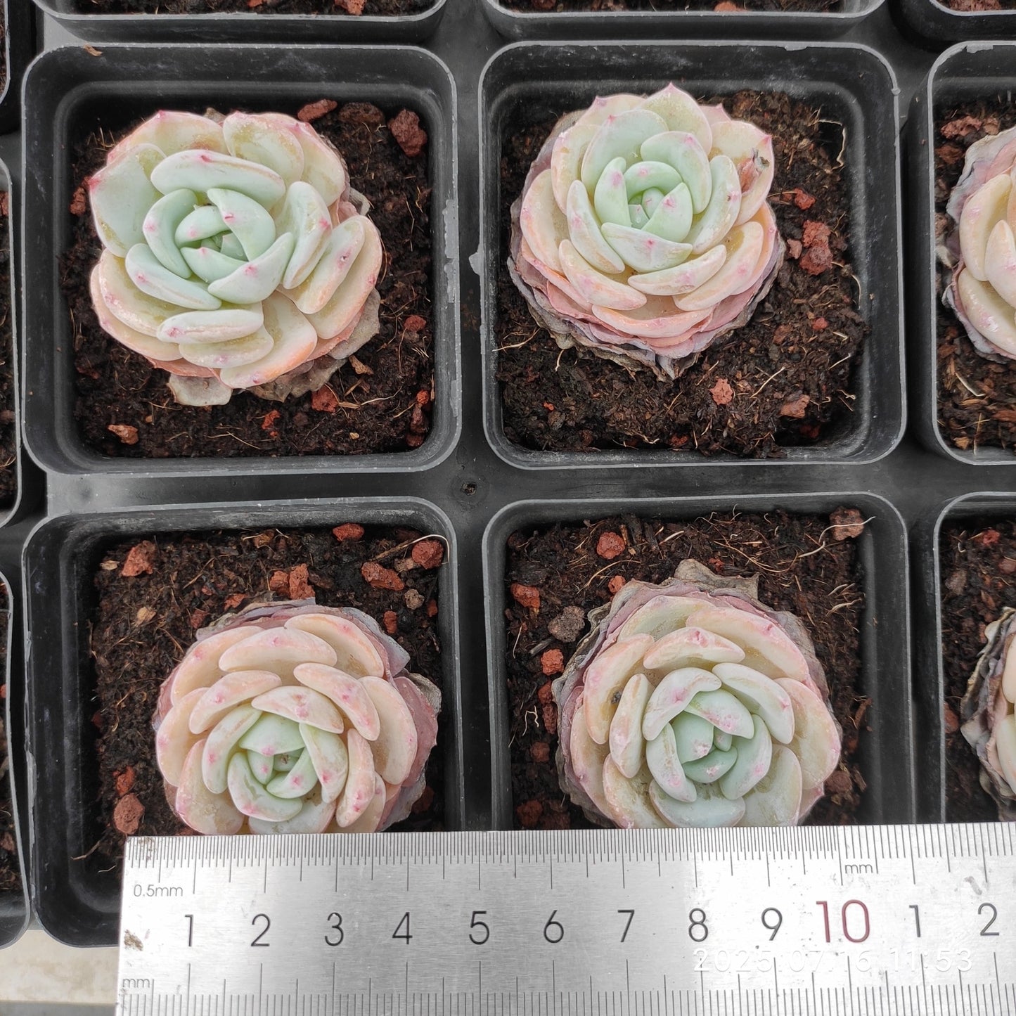 YBB084-POT モンブラン（6.5cm pot）