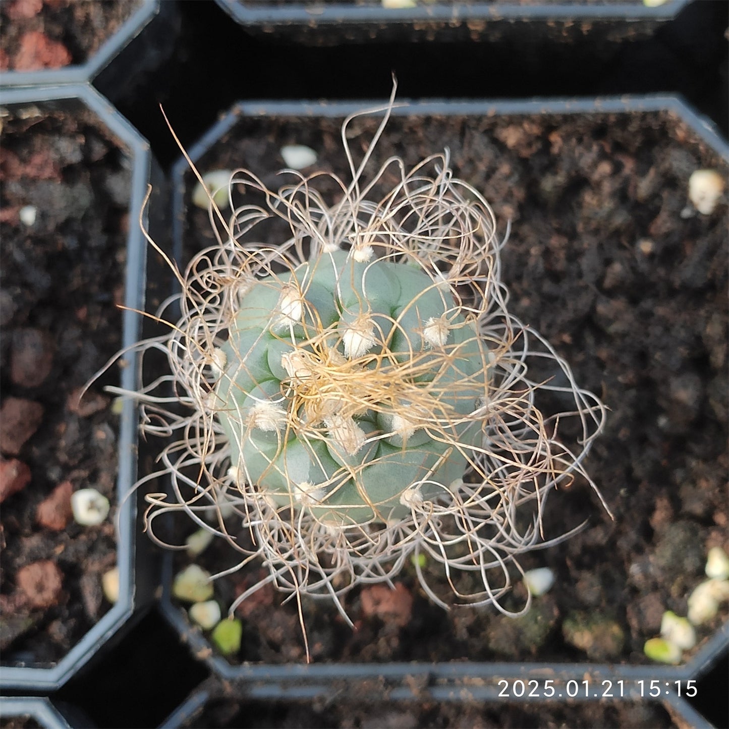 ZL060  長城丸(5cm pot)