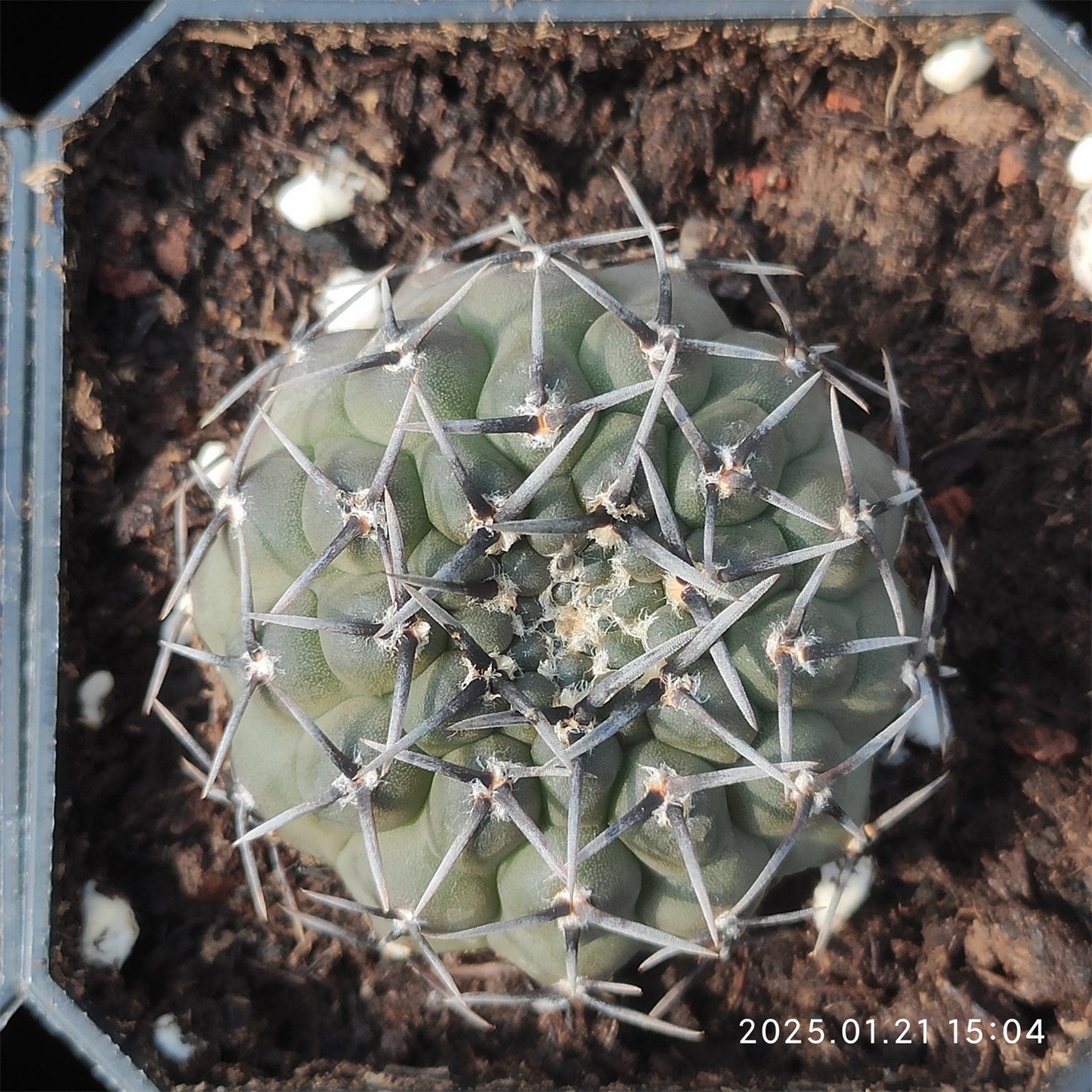 ZL401-POT 黒刺鳳頭（5 cm pot）