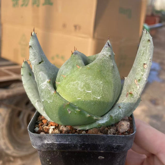 ZL540 金元宝(キムウォンボ)(9.8cm pot）