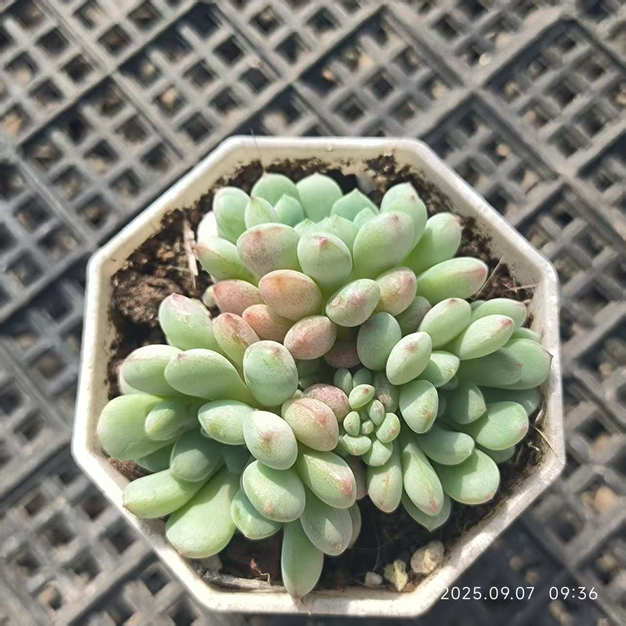 FFH071-POT ビーンスプラウト(6.5cm pot）