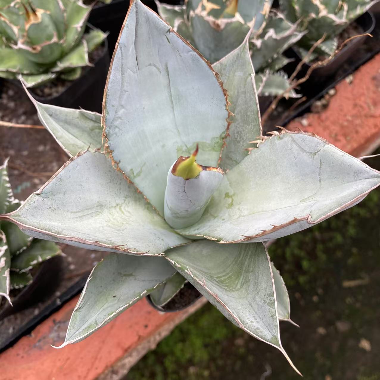 アガベ（抜き苗）（現品） – Hananogen