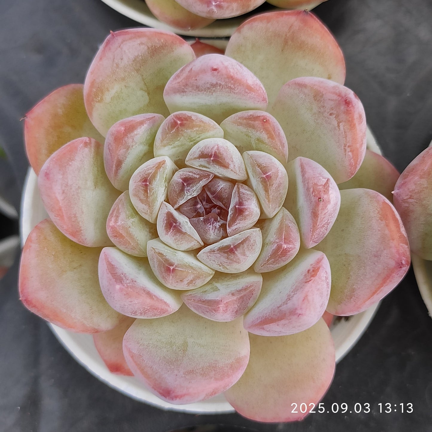 ZZA369 アイススピリット（5.5cm pot）