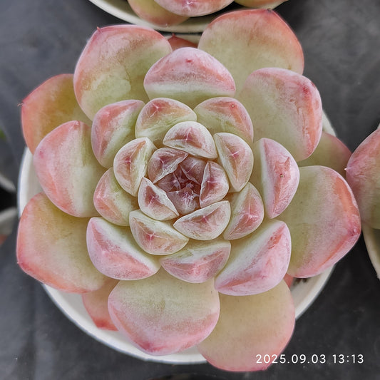 ZZA369 アイススピリット（5.5cm pot）