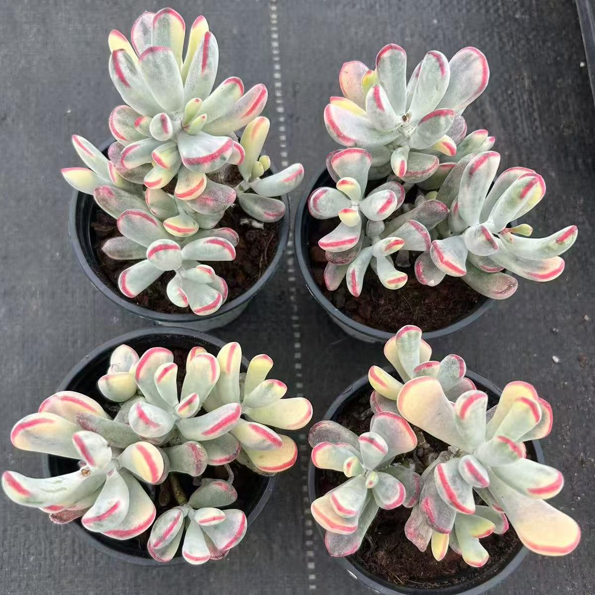 ZH032-POT オルビキュラータ錦 （9cm pot）