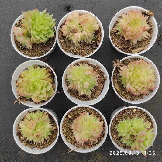 LB005-POT ピーコック（5cm pot）