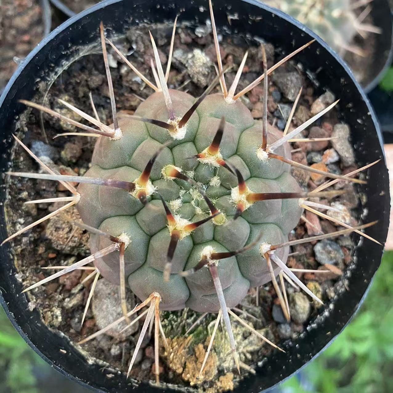 サボテン（抜き苗）（現品） – Page 4 – Hananogen