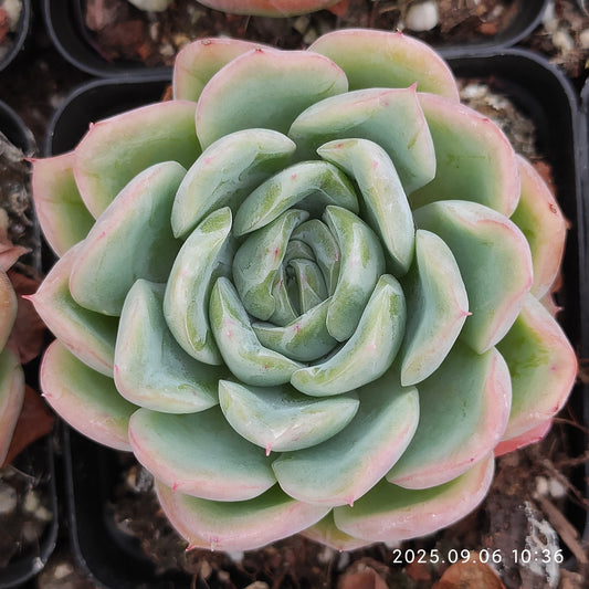 RC144 フォーリング　チェリー（7cm pot）