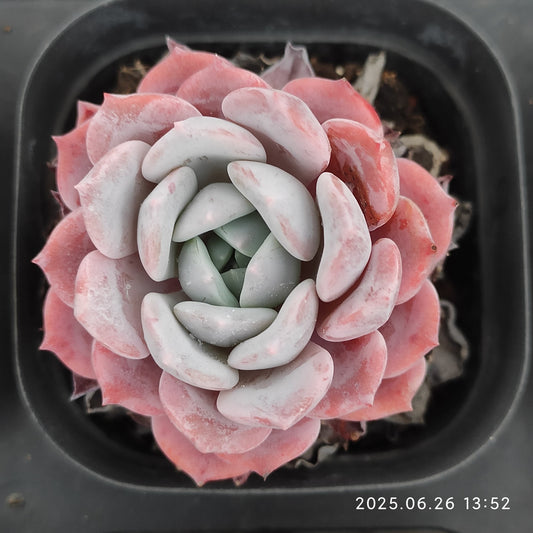 LMM352-POT ラフィート（6.5cm pot）