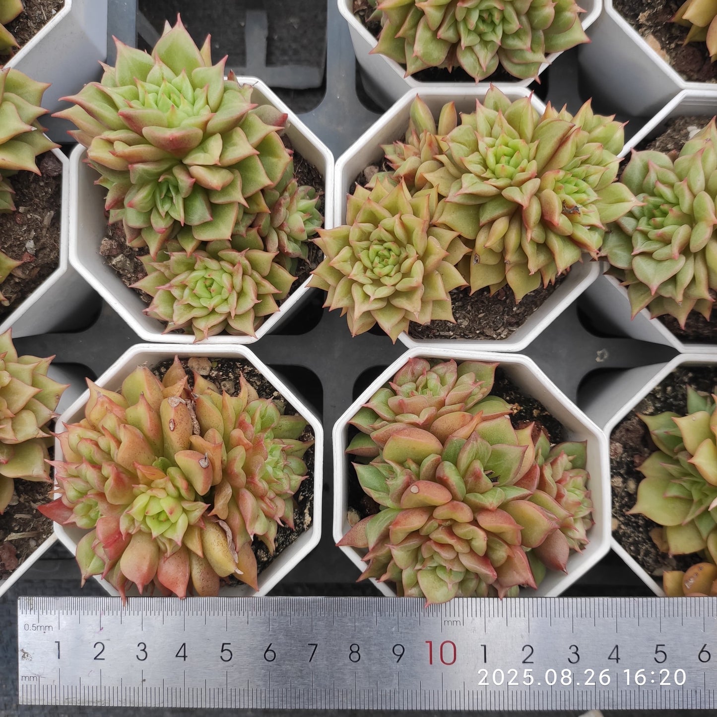 DQ002-POT テスラ（7cm pot）