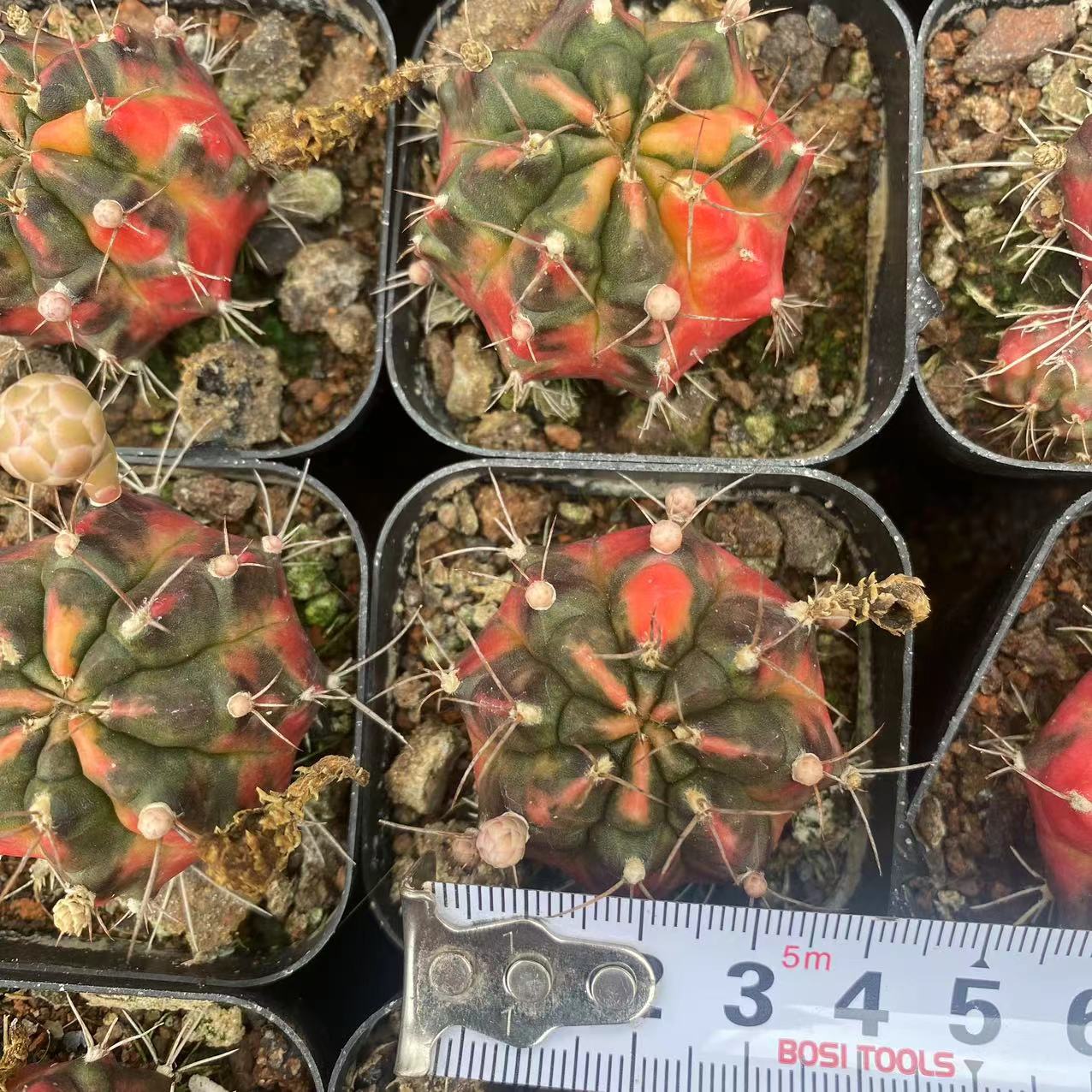 ZL121 ギムノカリキウム・ミハノビッチ錦（5cm pot）